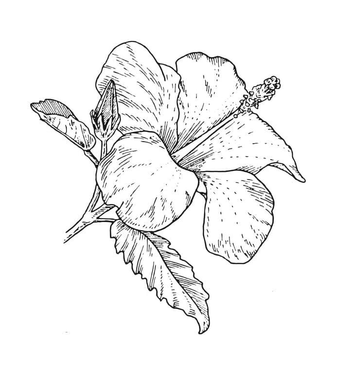 Hibiszkusz (17)