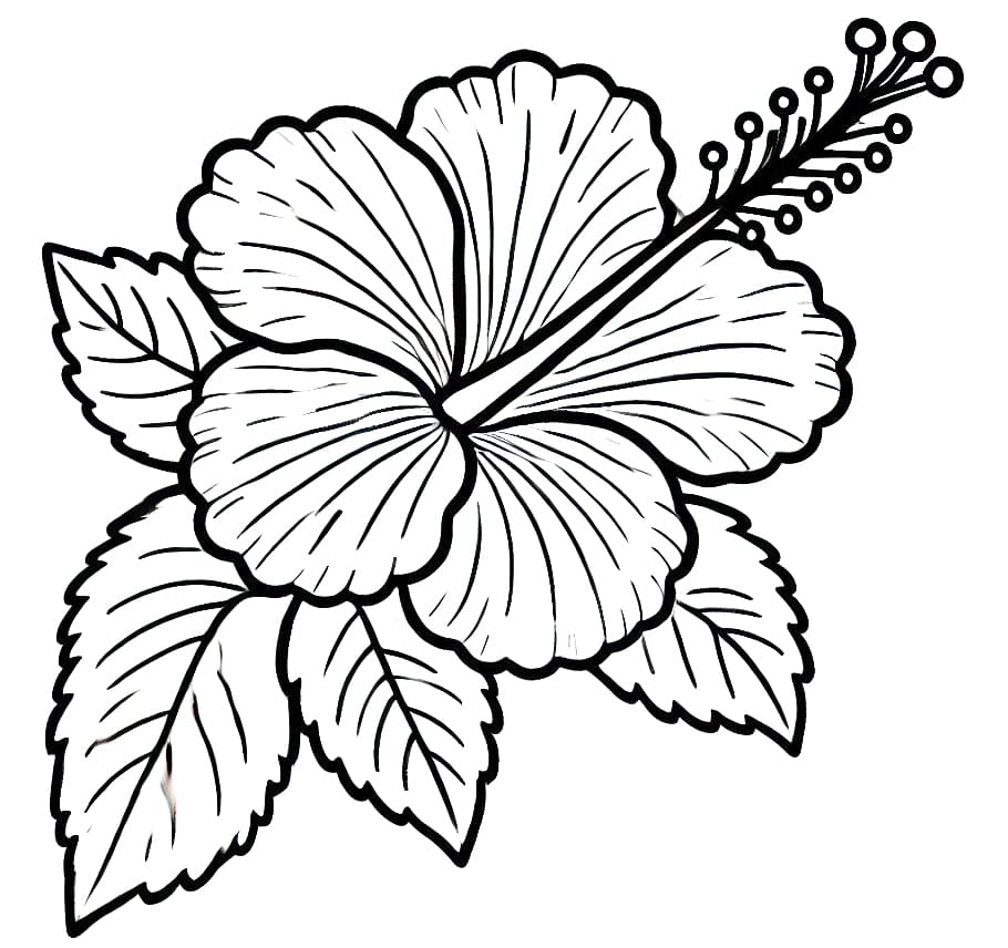 Hibiszkusz (26)