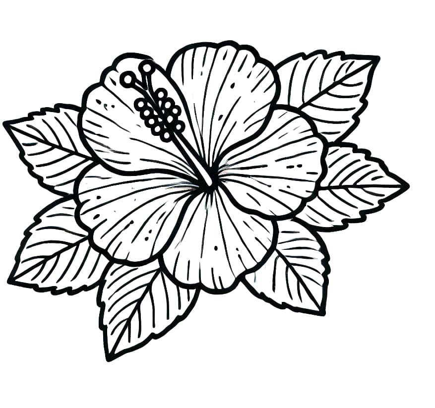 Hibiszkusz (30)