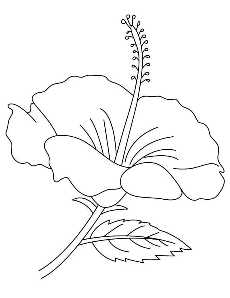 Hibiszkusz (35)