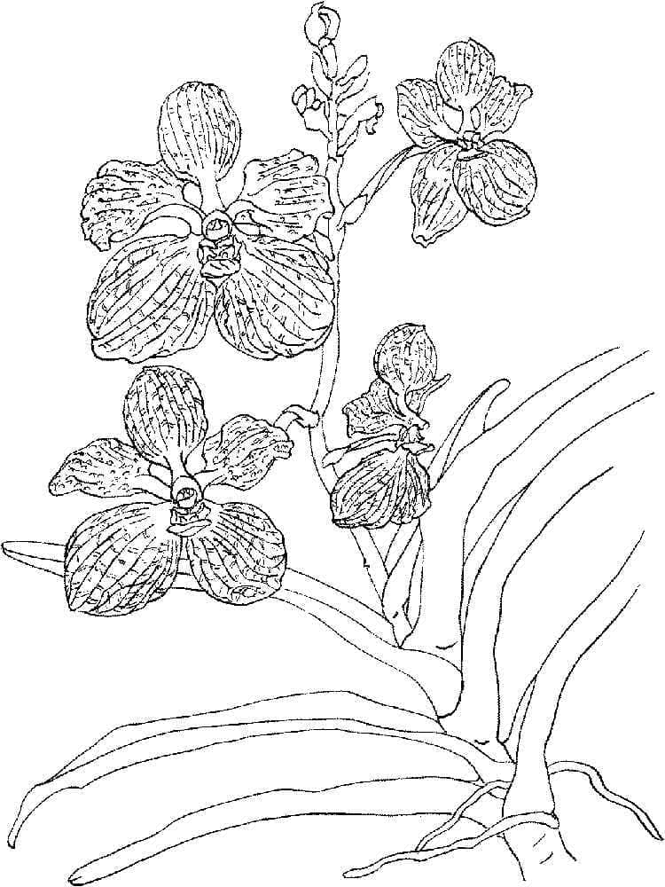 Orchidea virág (4)