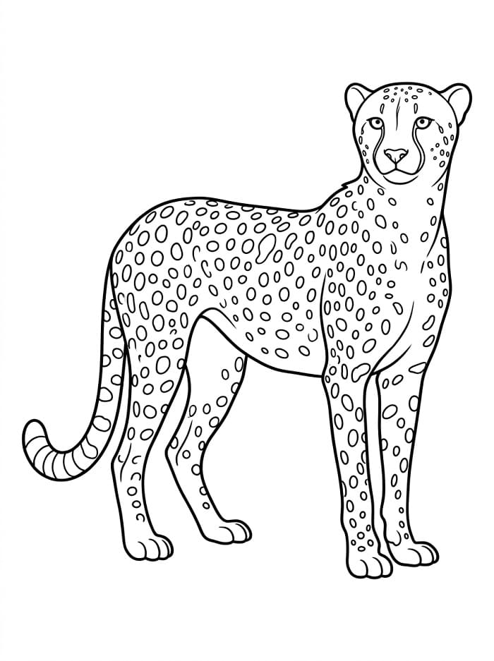 Gepárd (9)