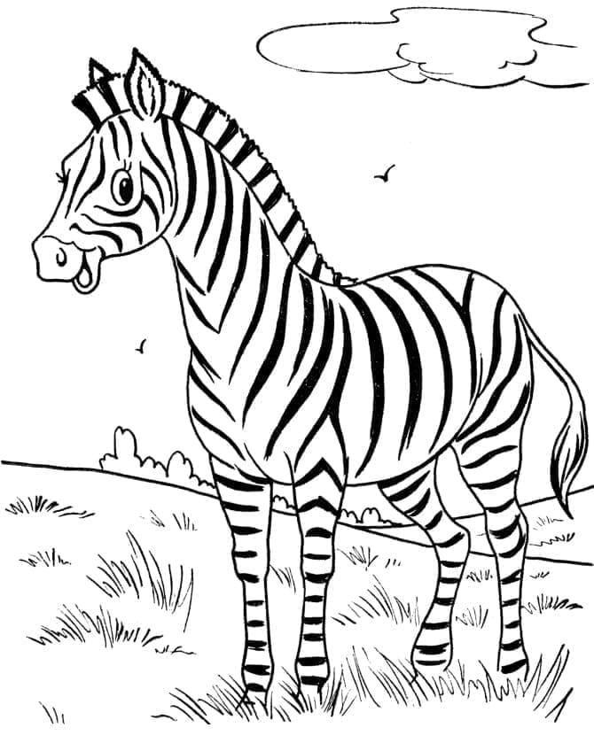 Zebra (1)