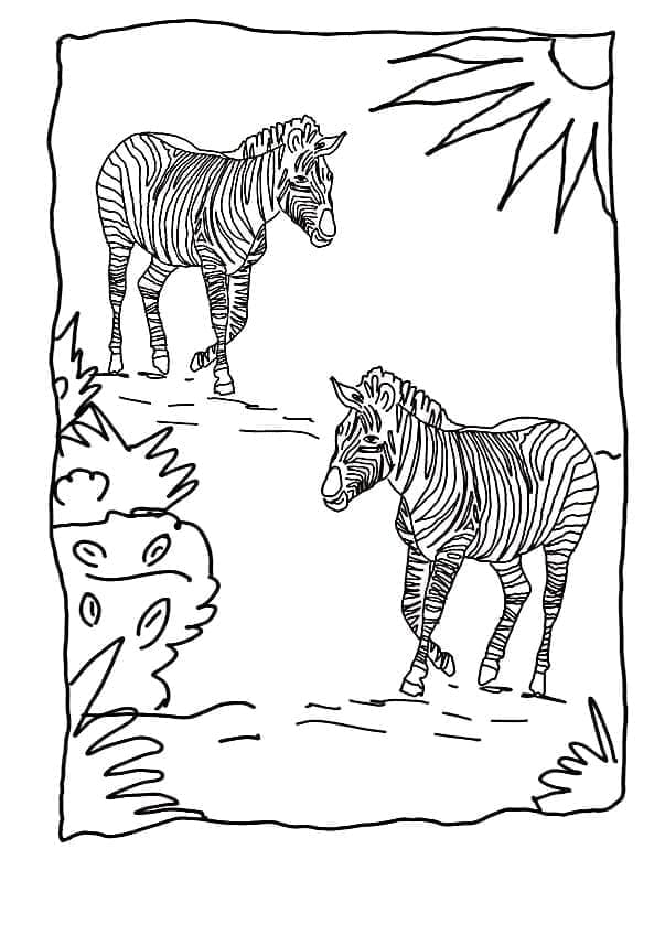 Zebra (11)