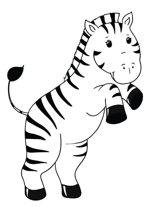 Zebra (15)