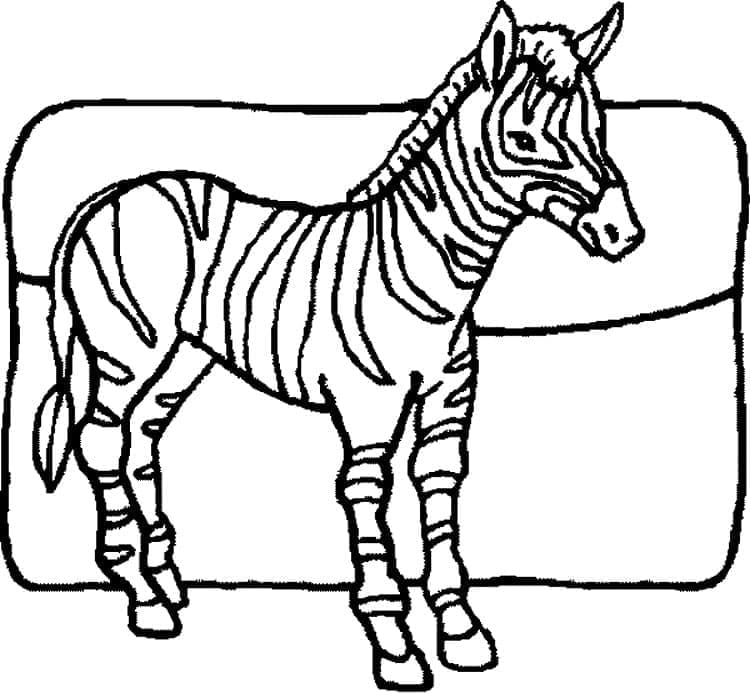 Zebra (22)