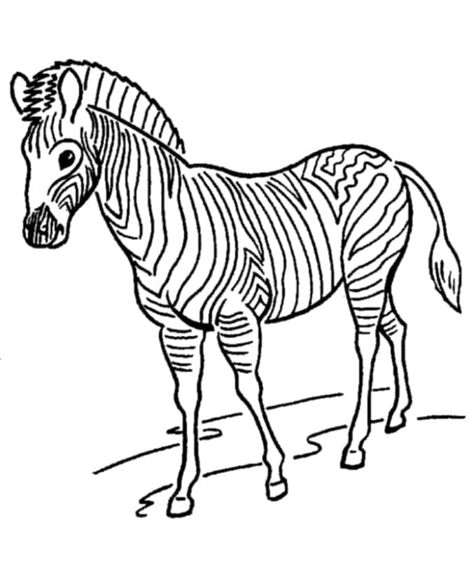 Zebra (9)