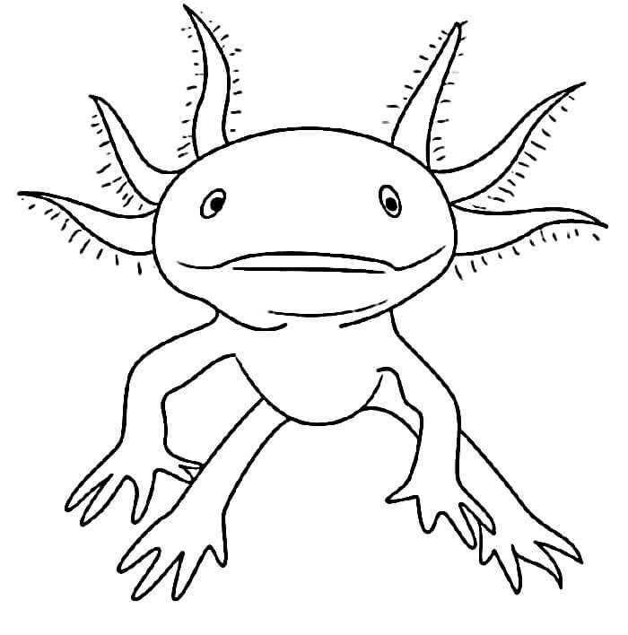 Axolotl (6)