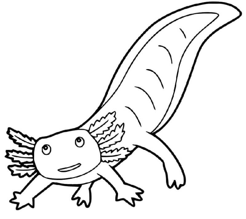 Axolotl (7)