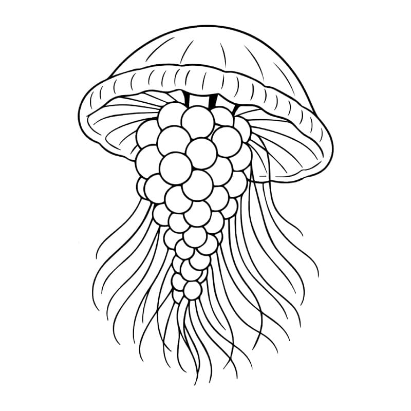 Brainrot Graipussi Medussi