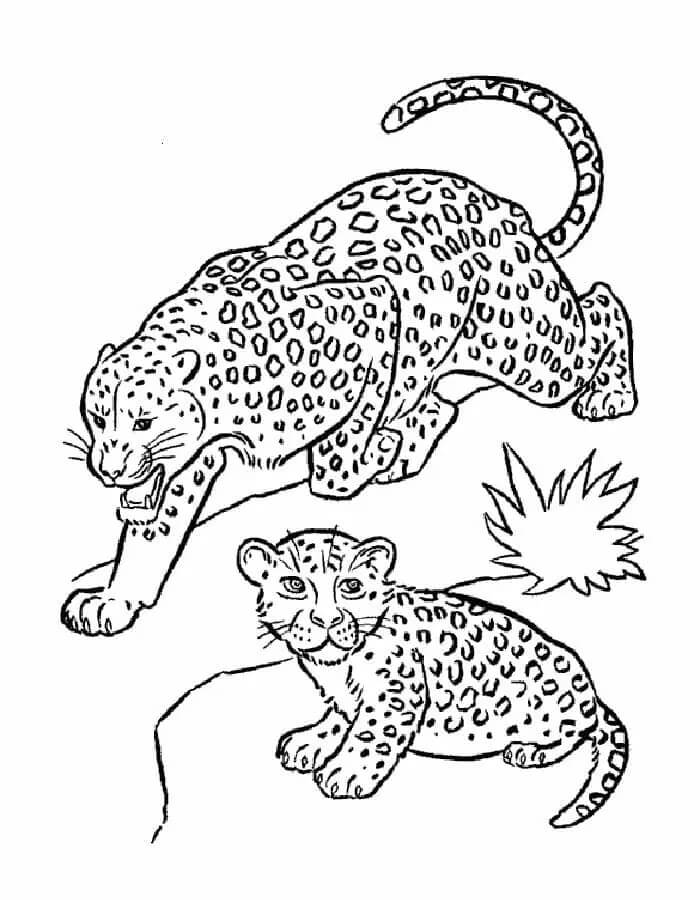 Leopárd ingyen