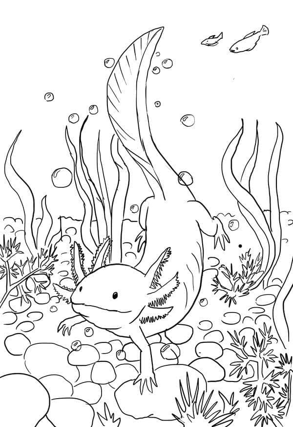 Nyomtatható axolotl kép