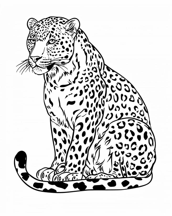 Leopárd színező