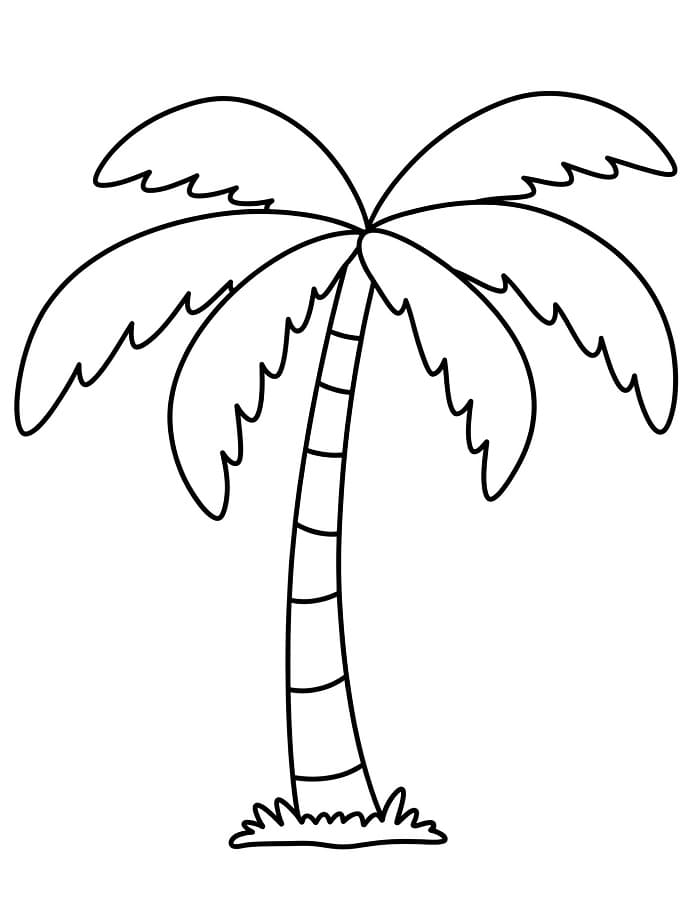 Pálmafa (6)