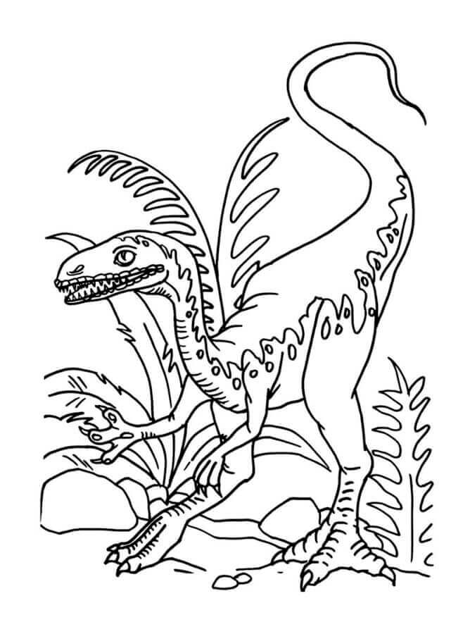 Velociraptor (3)