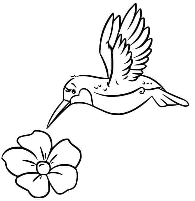 Gyönyörű Kolibri