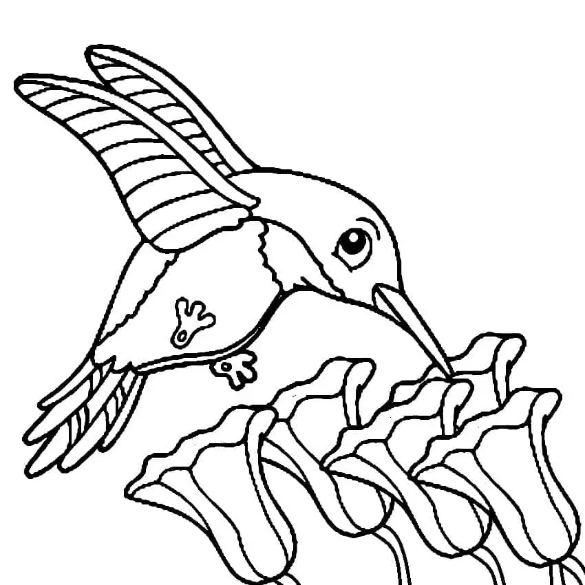 Imádnivaló Kolibri