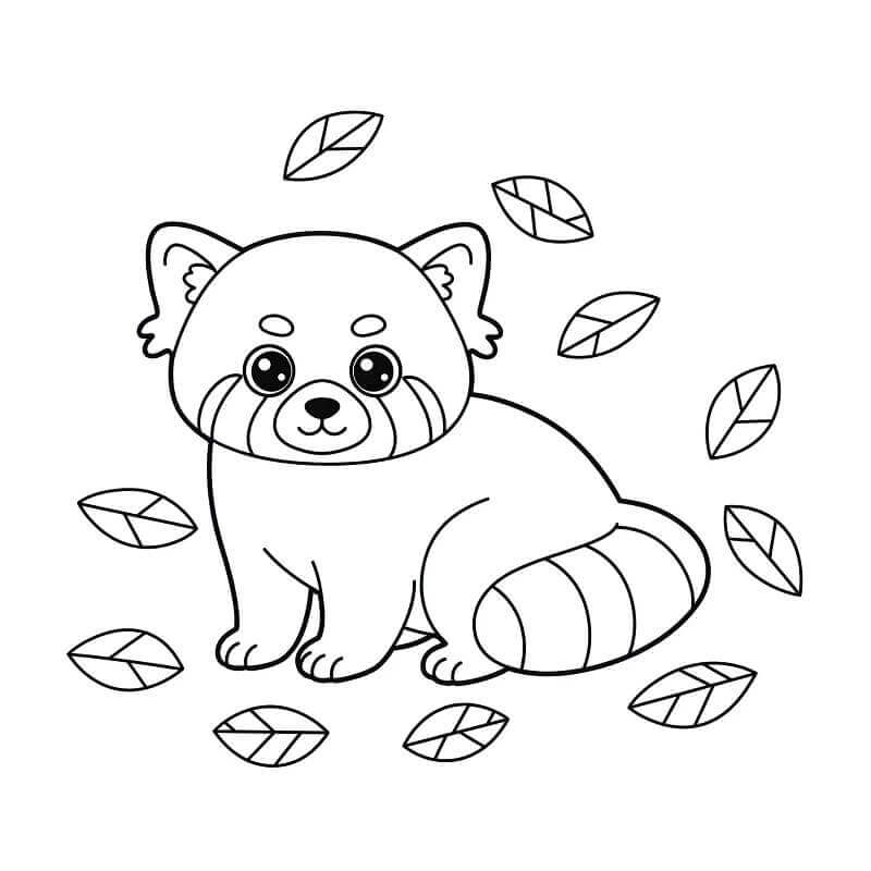 Vörös Panda színező