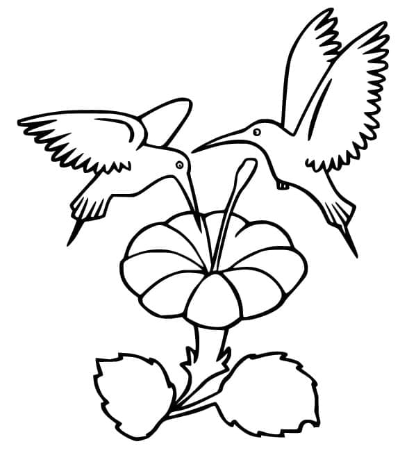 Ingyenes Kolibri