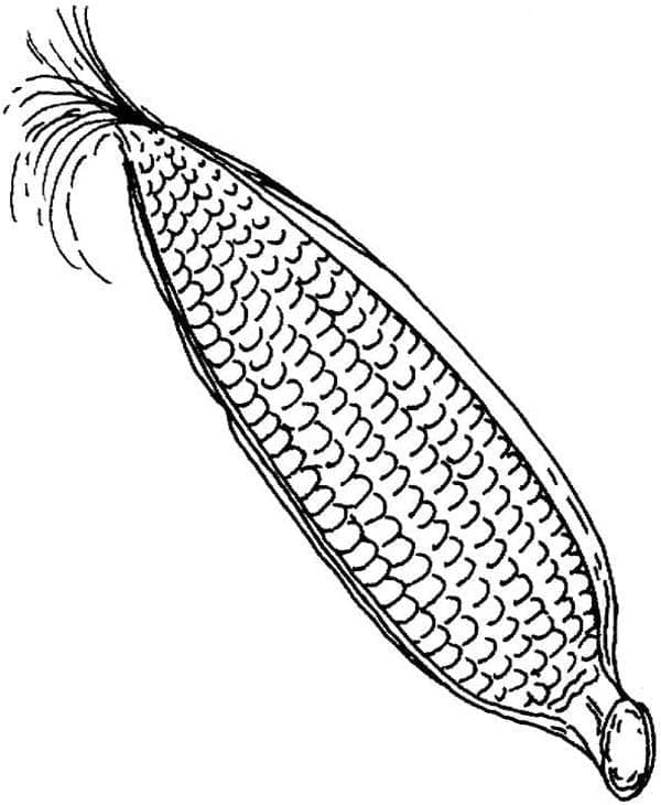 Ingyenes Kukorica