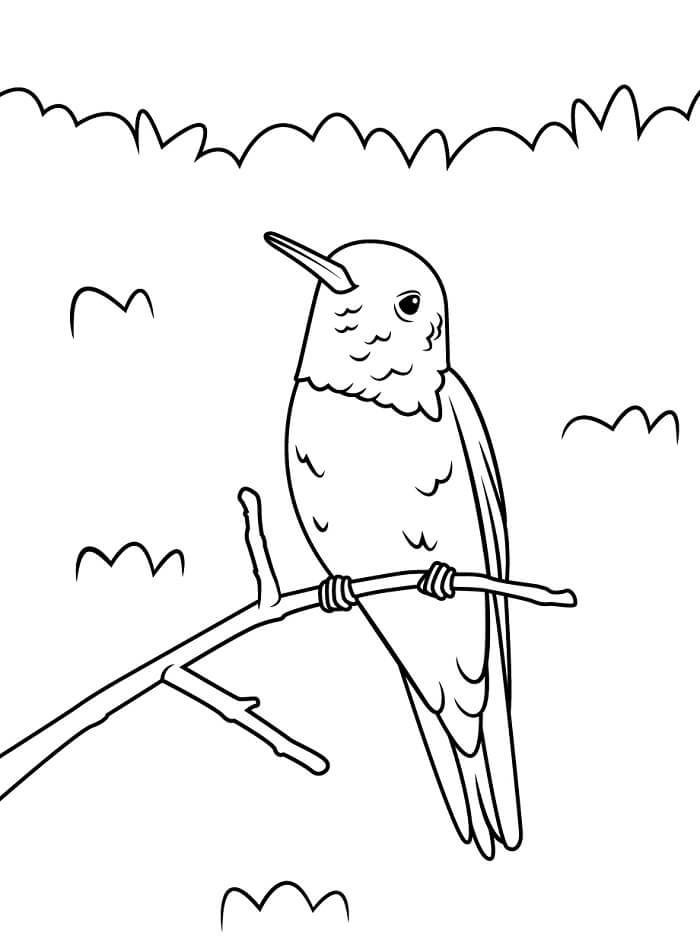 Kolibri 1 Éves Gyerekeknek
