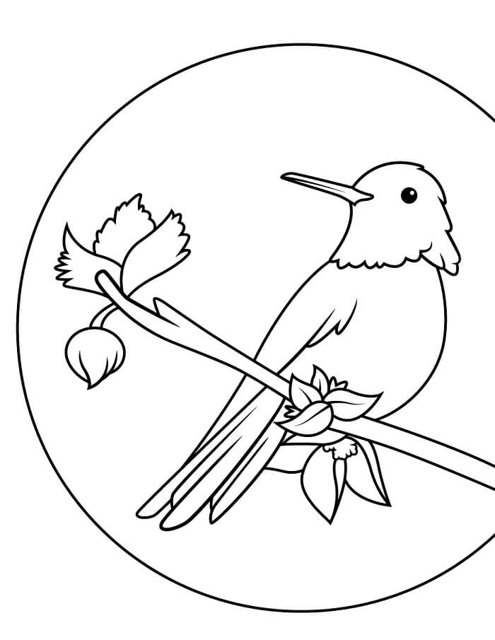 Kolibri 3 Éves Gyerekeknek