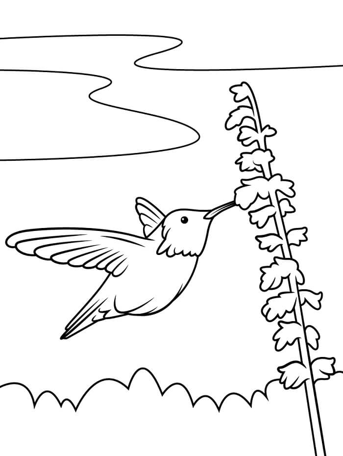 Kolibri 4 Éves Gyerekeknek