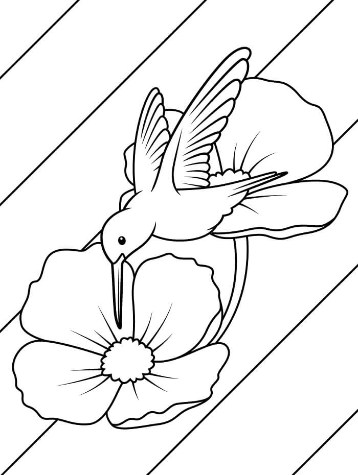 Kolibri Kiszínezéshez