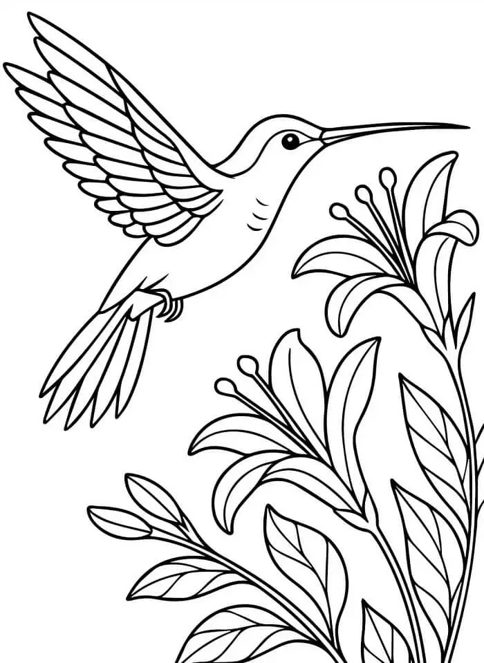 Kolibri Nyomtatható Ingyen