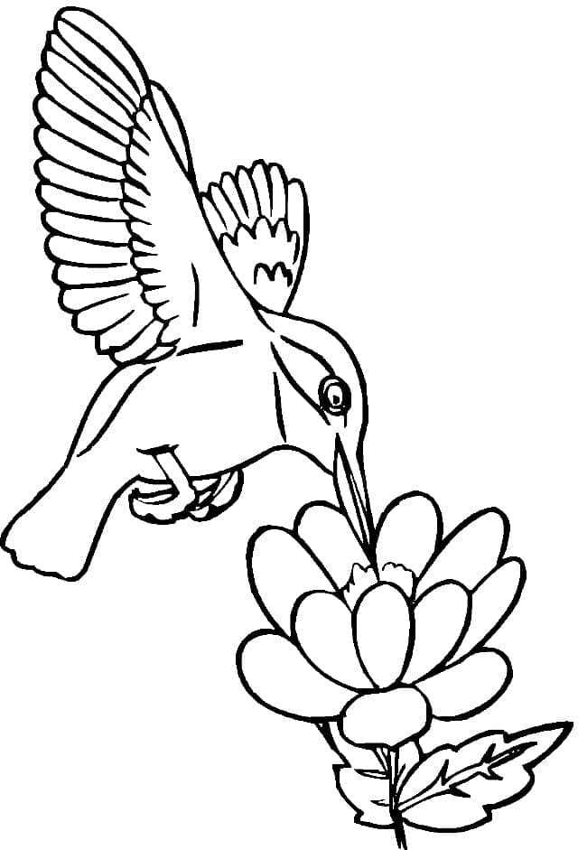 Normál Kolibri