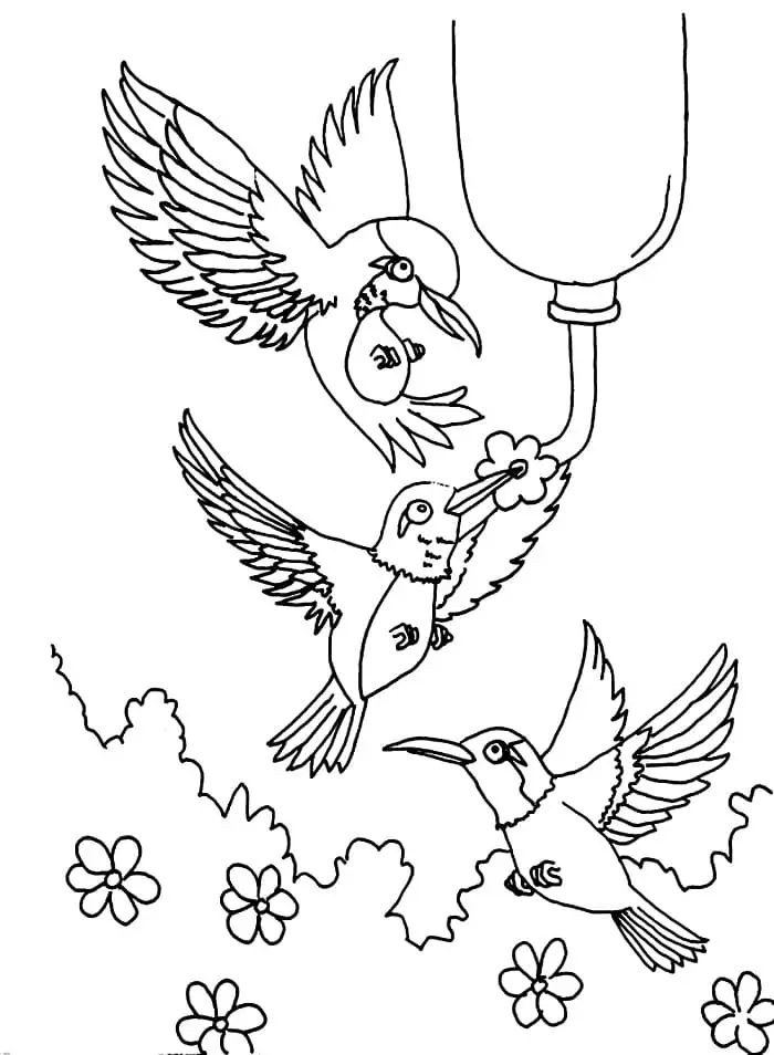 Nyomtasd Kolibri