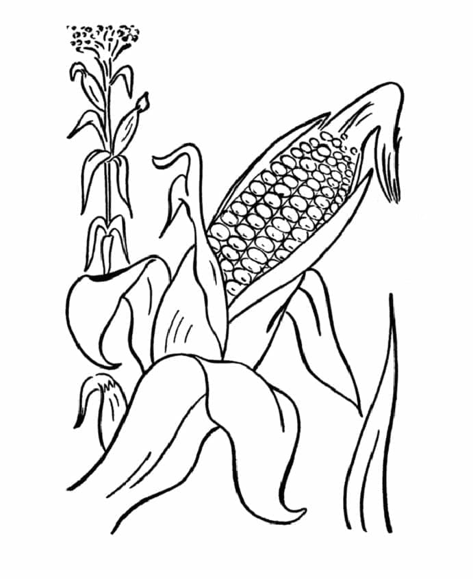 Nyomtasd Kukorica