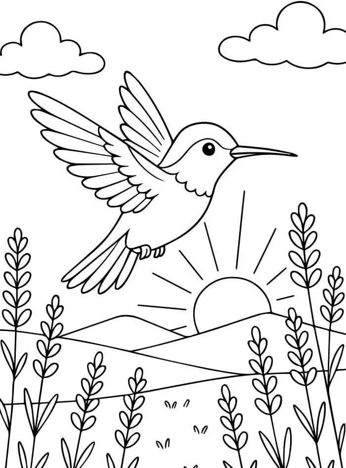 Kolibri színező