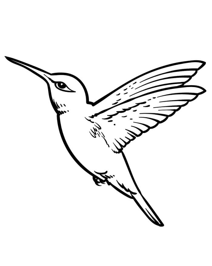 Nyomtatható Kolibri Kép