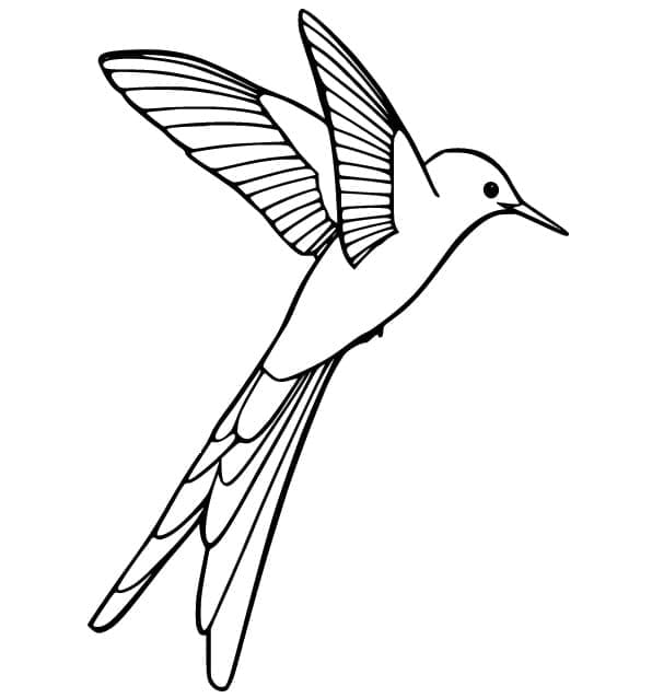 Nyomtatható Kolibri