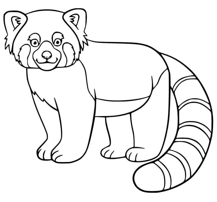 Vörös Panda Ingyenes
