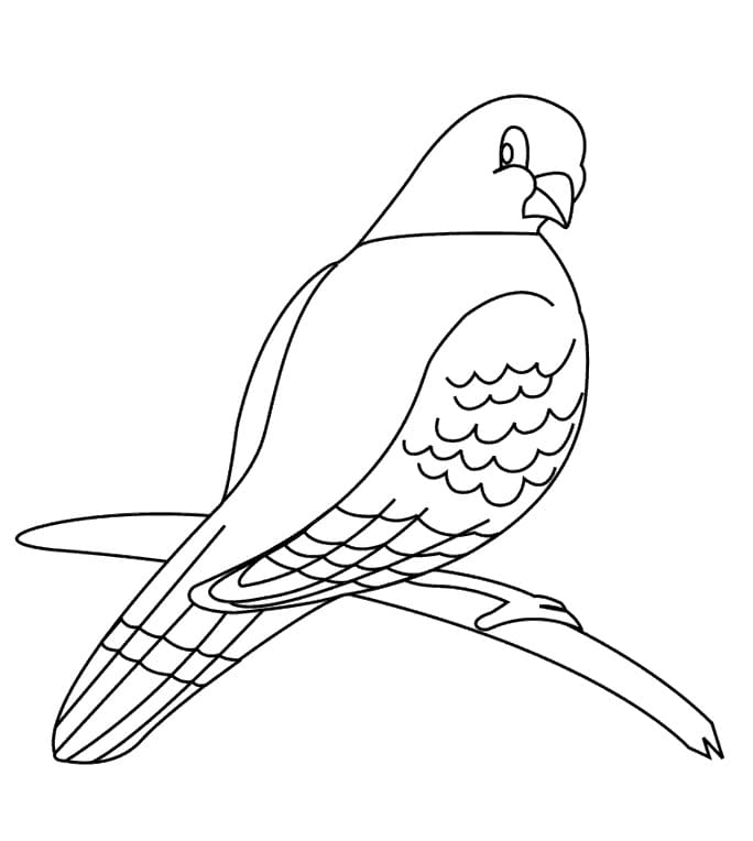 Cseperedő Galamb