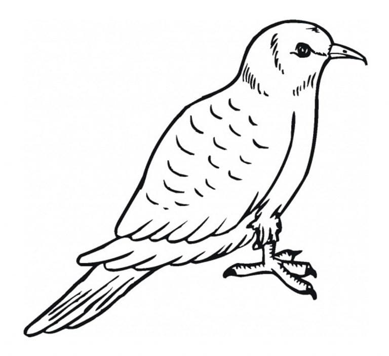 Galamb 1