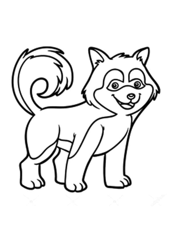 Huski Ingyen