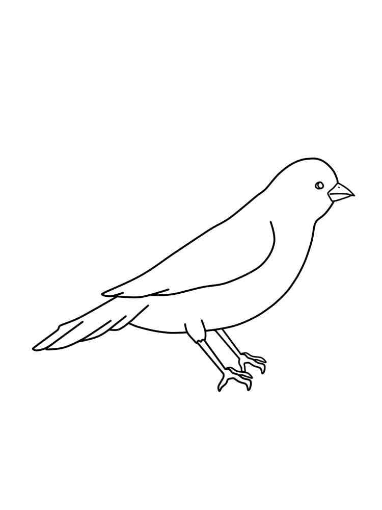 Ingyenes Kanári Nyomtatható