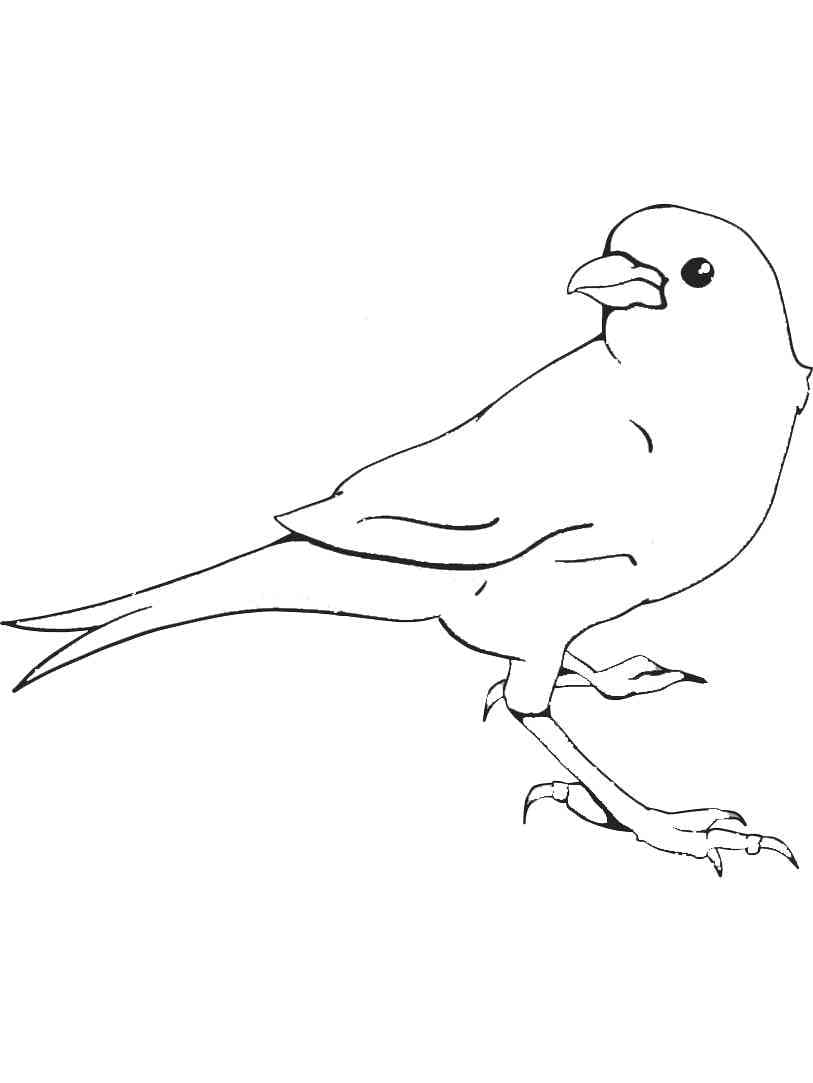 Ingyenes Nyomtatható Kanári