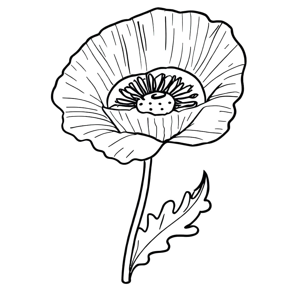 Ingyenes Pipacs Nyomtatásra