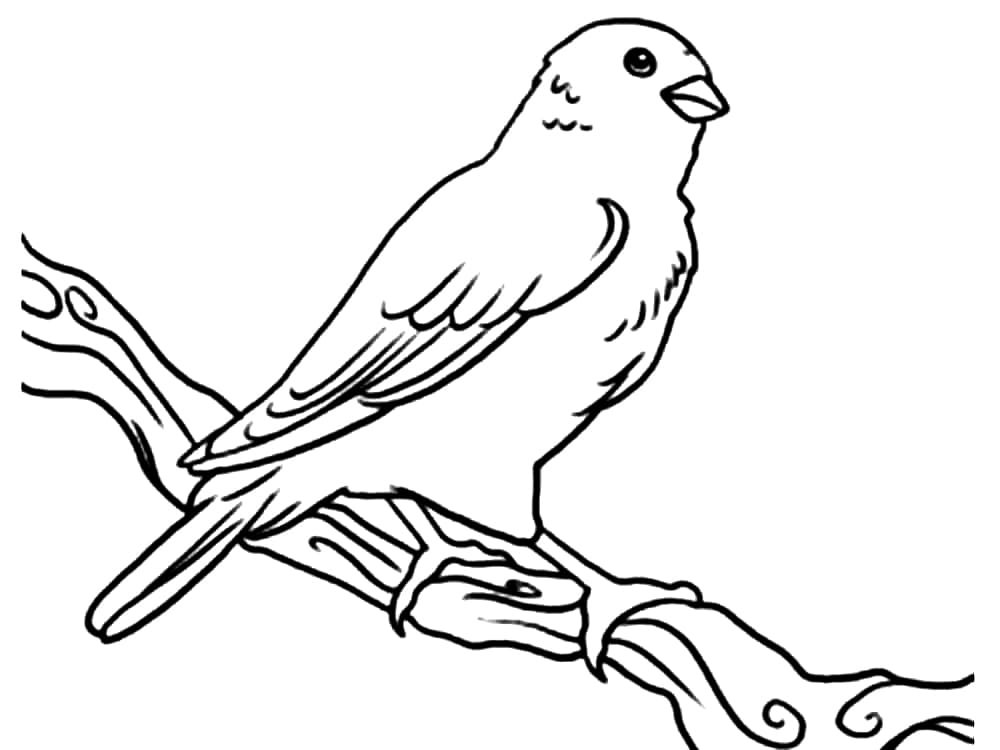 Kanári Nyomtatható Kép