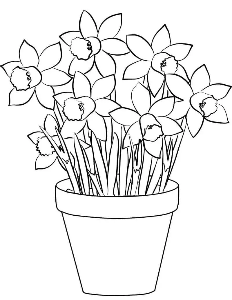 Nárcisz Színezésre