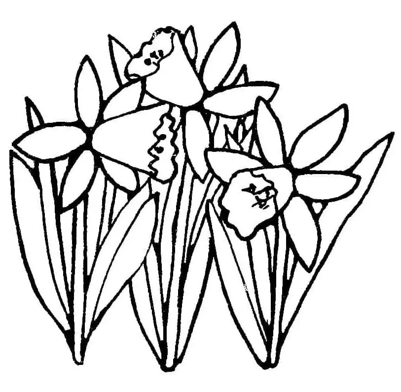 Nyomtatható Nárcisz