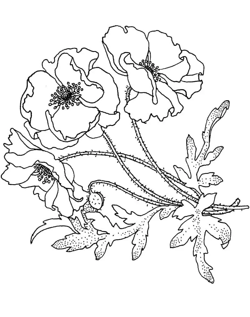 Pipacs Nyomtatható Gyerekeknek