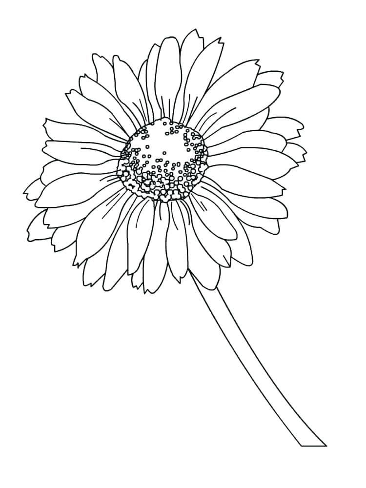 Százszorszép Nyomtatásra