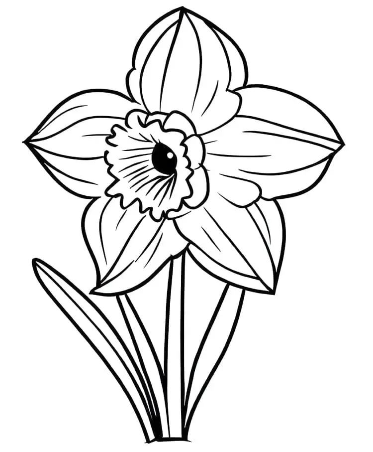 Szép Nárcisz Virág