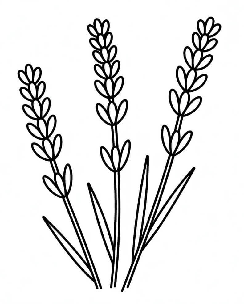 Gyönyörű Levendula