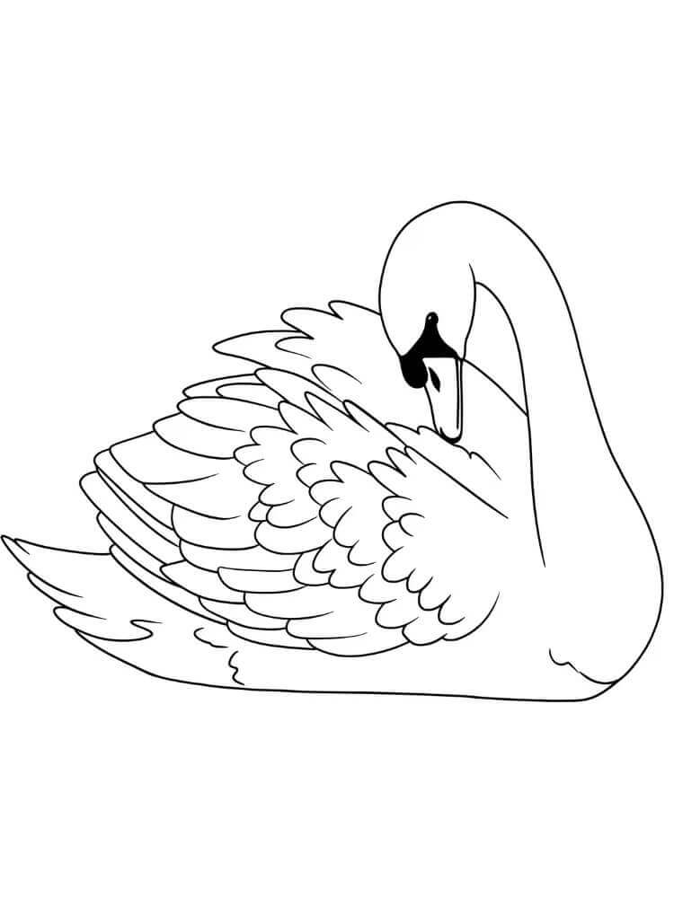 Ingyenes Hattyú Nyomtatásra